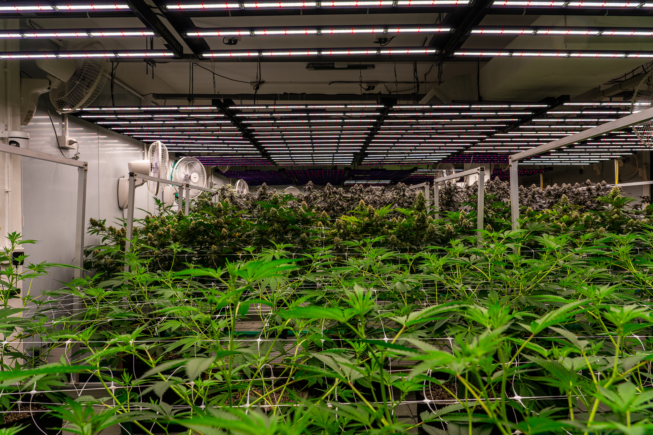 Our Story about Growing